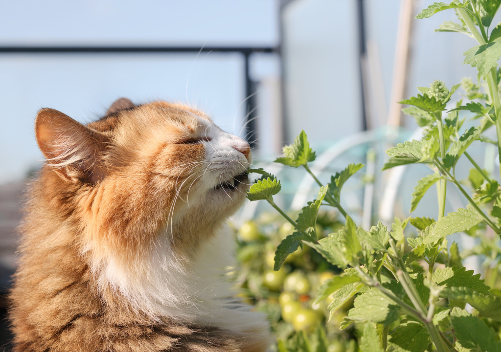 Les animaux domestiques sont souvent victimes d'empoisonnement par les plantes pendant les saisons chaudes, lorsqu'ils passent plus de temps à l'extérieur.