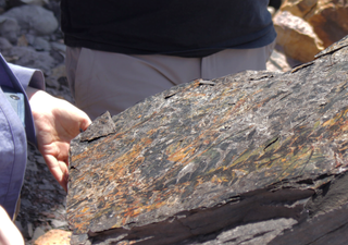 Las plantas sufrieron durante millones de años tras la peor catástrofe climática del mundo, según los científicos