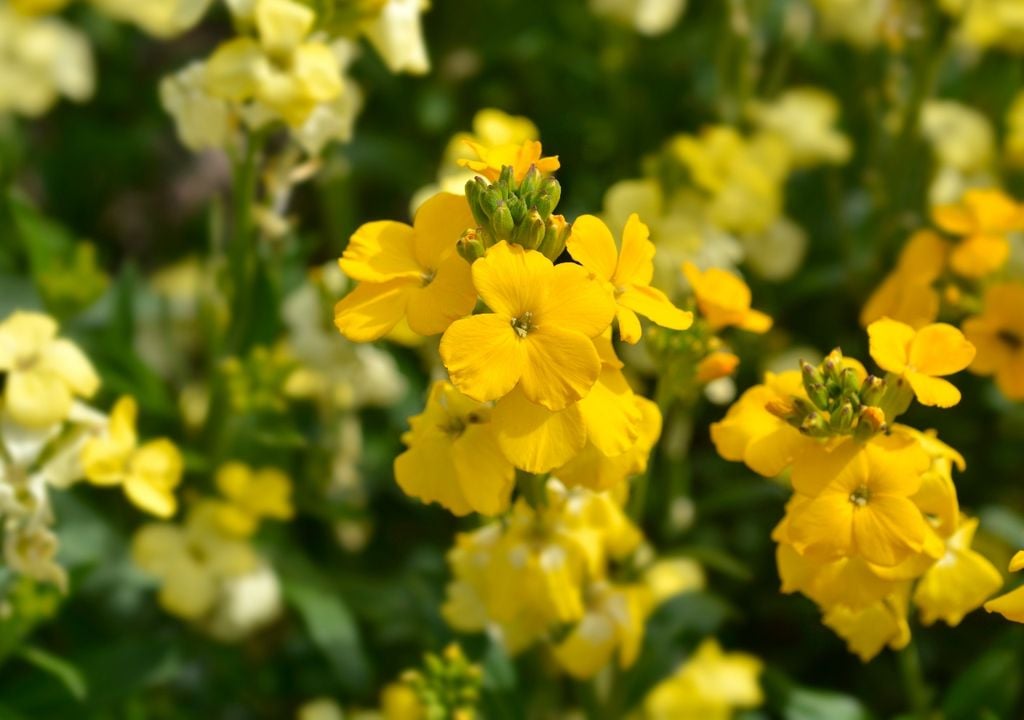 Plantas El alhelí suma perfume al jardín en la transición hacia el otoño, con flores que se abren cuando el calor intenso empieza a quedar atrás.