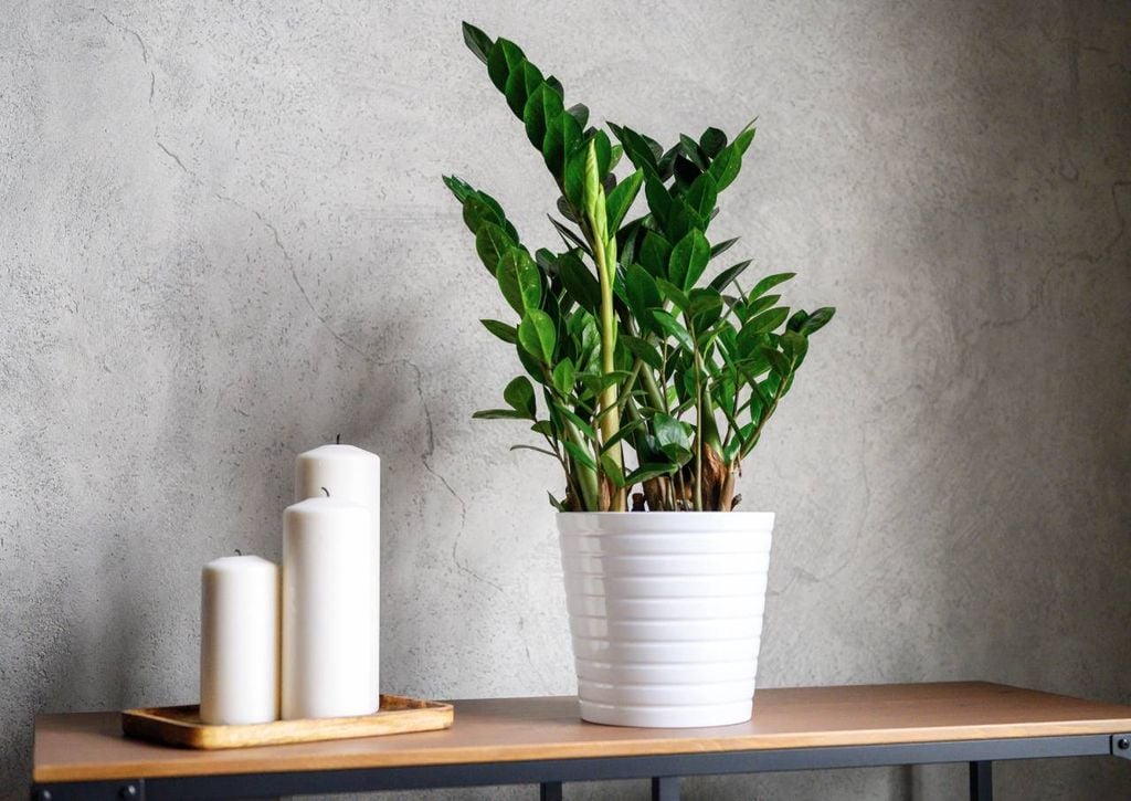 A planta zamioculca (Zamioculcas zamiifolia).