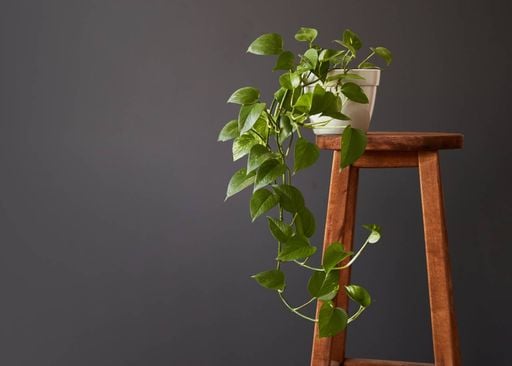 Plantas perfeitas para ambientes com pouca luz: conhe&ccedil;a 5 esp&eacute;cies f&aacute;ceis de cuidar