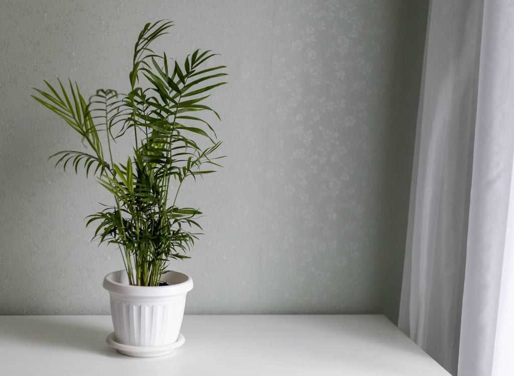 A palmeira camedórea-elegante é originária do México e da Guatemala, muito usada como planta ornamental