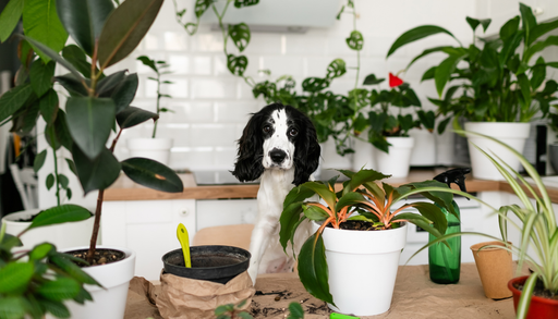 Plantas pet-friendly: c&oacute;mo tener una casa verde sin poner en riesgo a perros y gatos