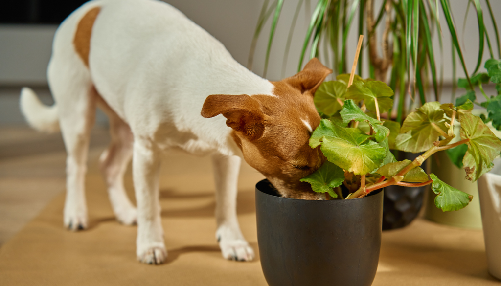 Los perros, con su olfato mucho más agudo que el de los humanos, se sienten atraídos por plantas seguras.