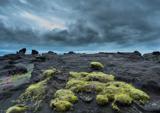 Plantas pioneras: c&oacute;mo el verde vuelve a la tierra despu&eacute;s de una erupci&oacute;n