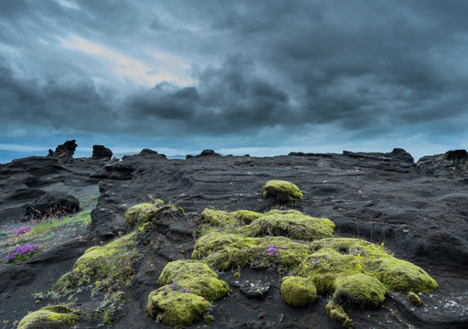 Plantas pioneras: c&oacute;mo el verde vuelve a la tierra despu&eacute;s de una erupci&oacute;n