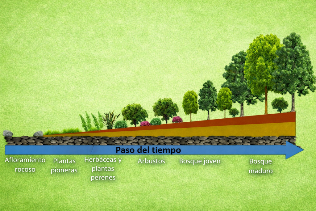 Esquema de la sucesión ecológica