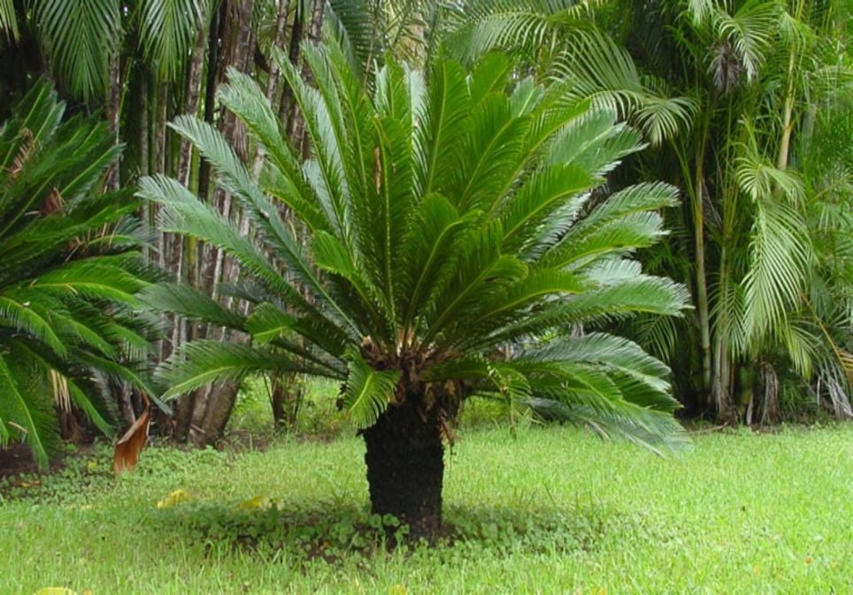 Palmeras Palmeras
