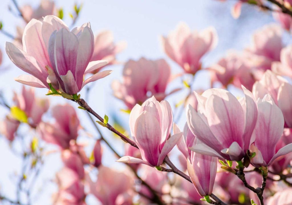Magnólias