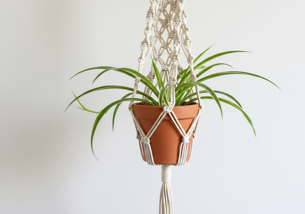 Planta araña La planta araña (o cinta) es perfecta y aporta elegancia con sus hojas golgantes.