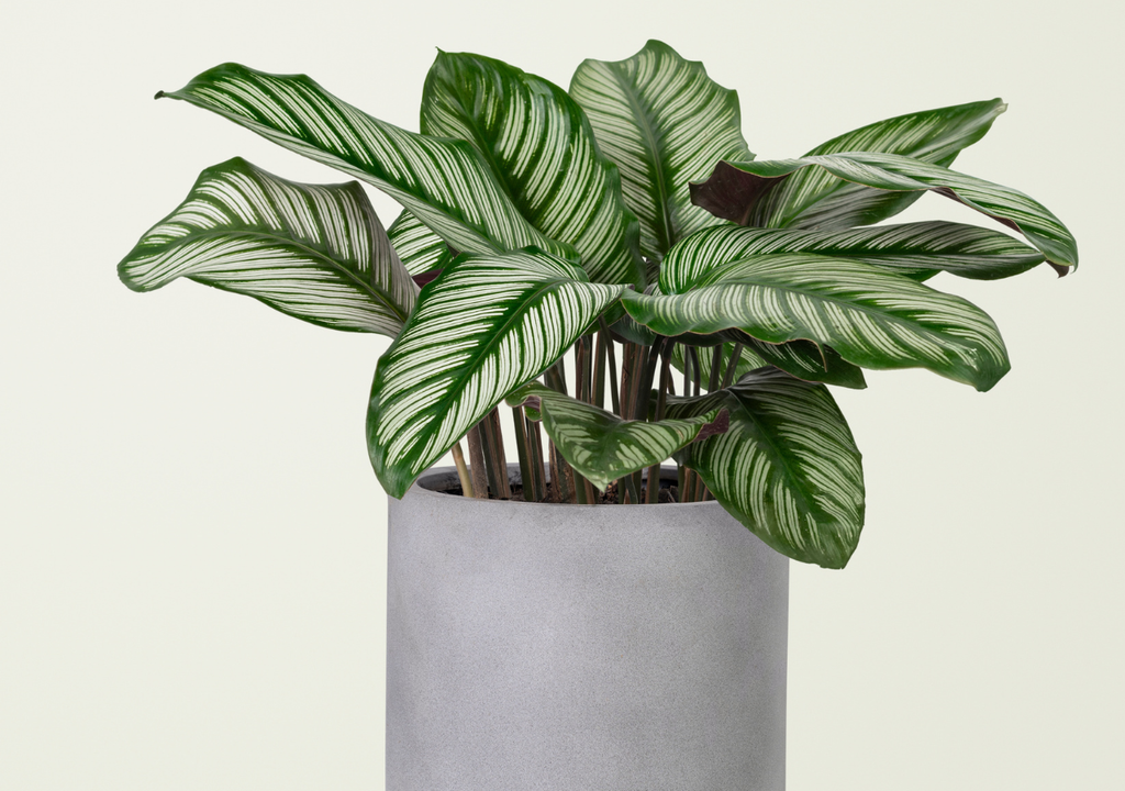 Calathea planta interiores La calathea es una de las plantas ideales para dar vida y color a los ambientes cerrados.