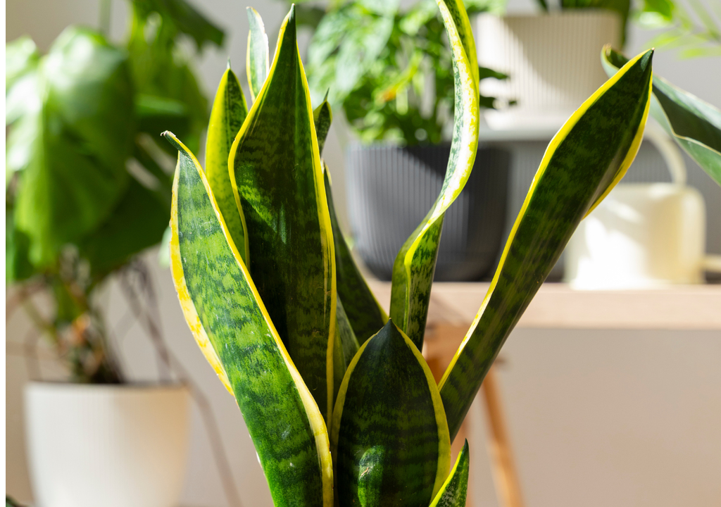 Sansevieria plantas espacios cerrados También llamada lengua de suegra, la sansevieria es una planta sobria para decorar repisas y requiere bajo mantenimiento.
