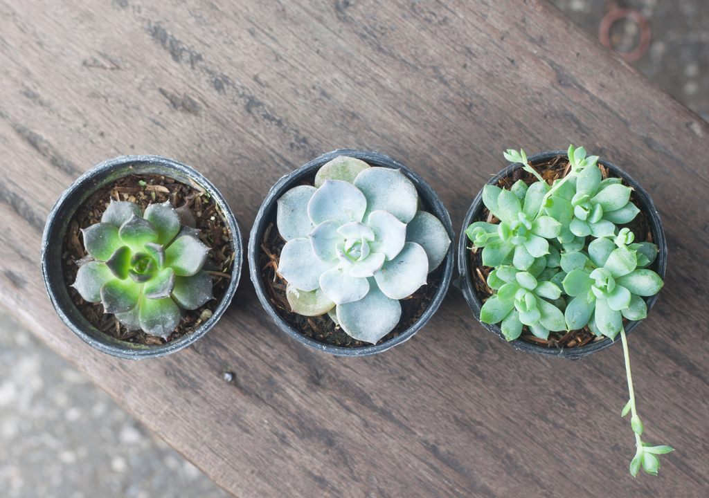 Cactus y suculentas plantas interiores Los cactus y suculentas están llamados a decorar ambientes cerrados.