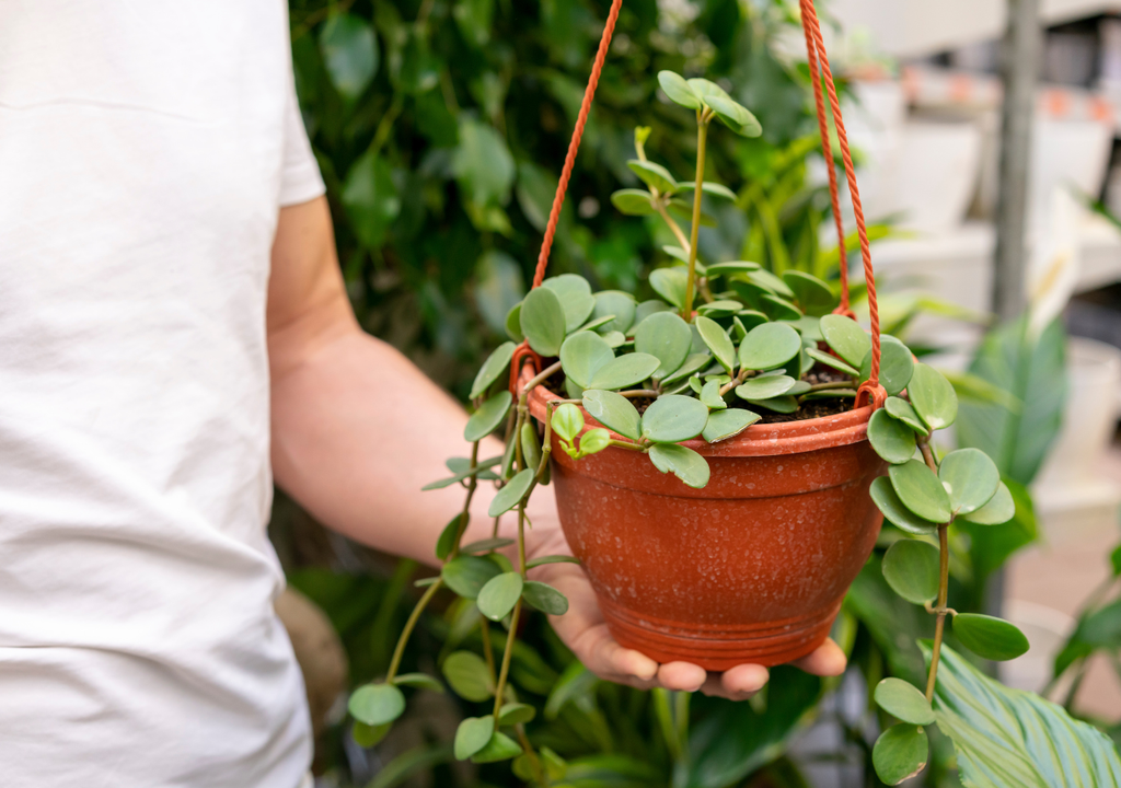Potus plantas interiores Resistente, adaptable y con variedades de hojas, esas son las características distintivas del potus.