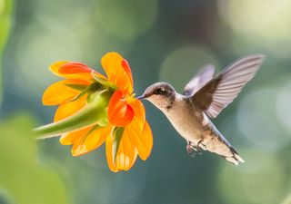 Plantas que atraen colibríes: cómo llenar tu jardín de color y movimiento en esta primavera