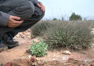 Los científicos estudian las plantas que ‘crean’ agua en el desierto bajo condiciones extremas