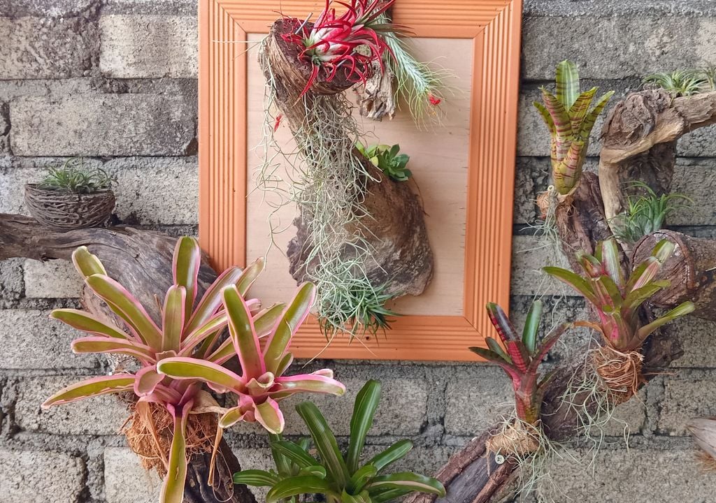 Bella y original composición de jardinería a base de tillandsias.