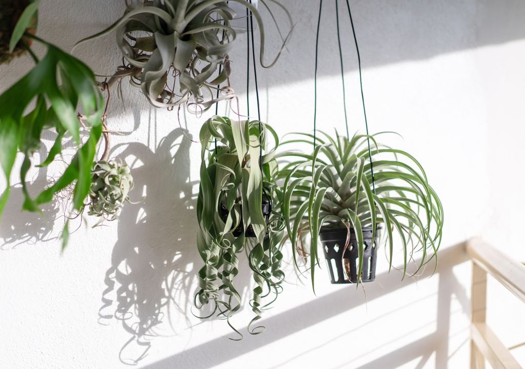 Las tillandsias o claveles de aire viven suspendidos sin tocar el suelo.