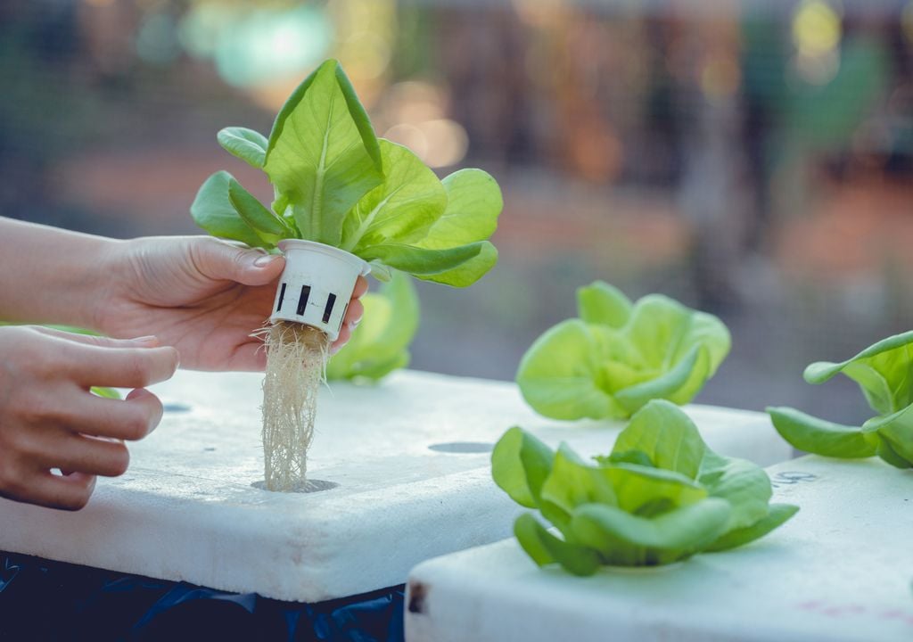 Ejemplo de cultivo hidropónico.