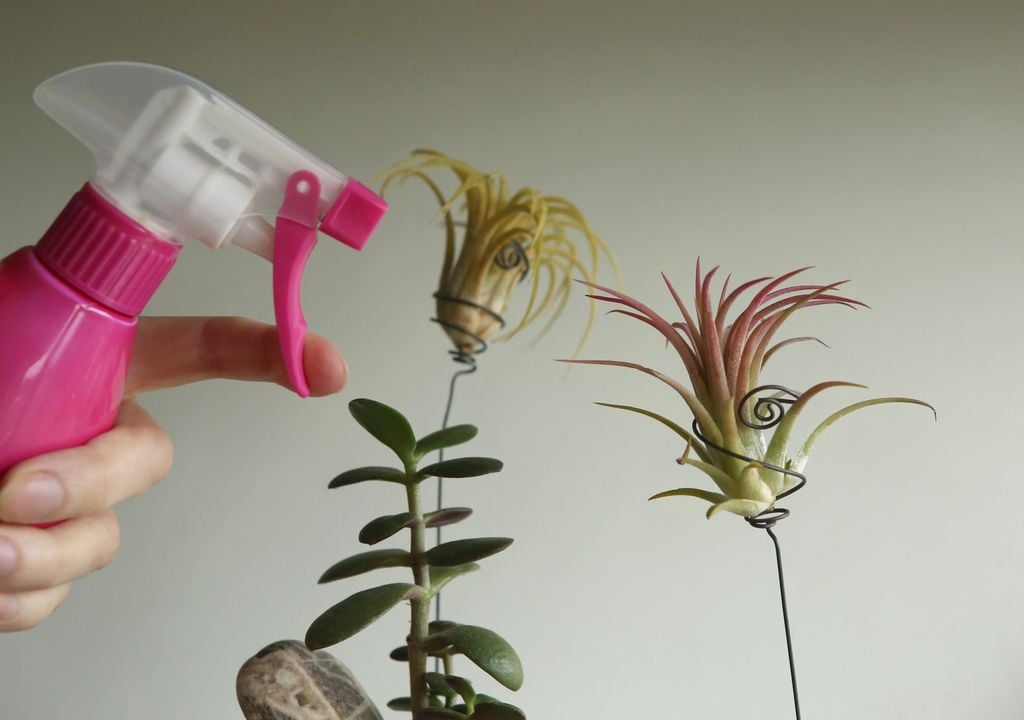 En casa, las tillandsias requieren muy pocos cuidados, pero no resisten al completo abandono.