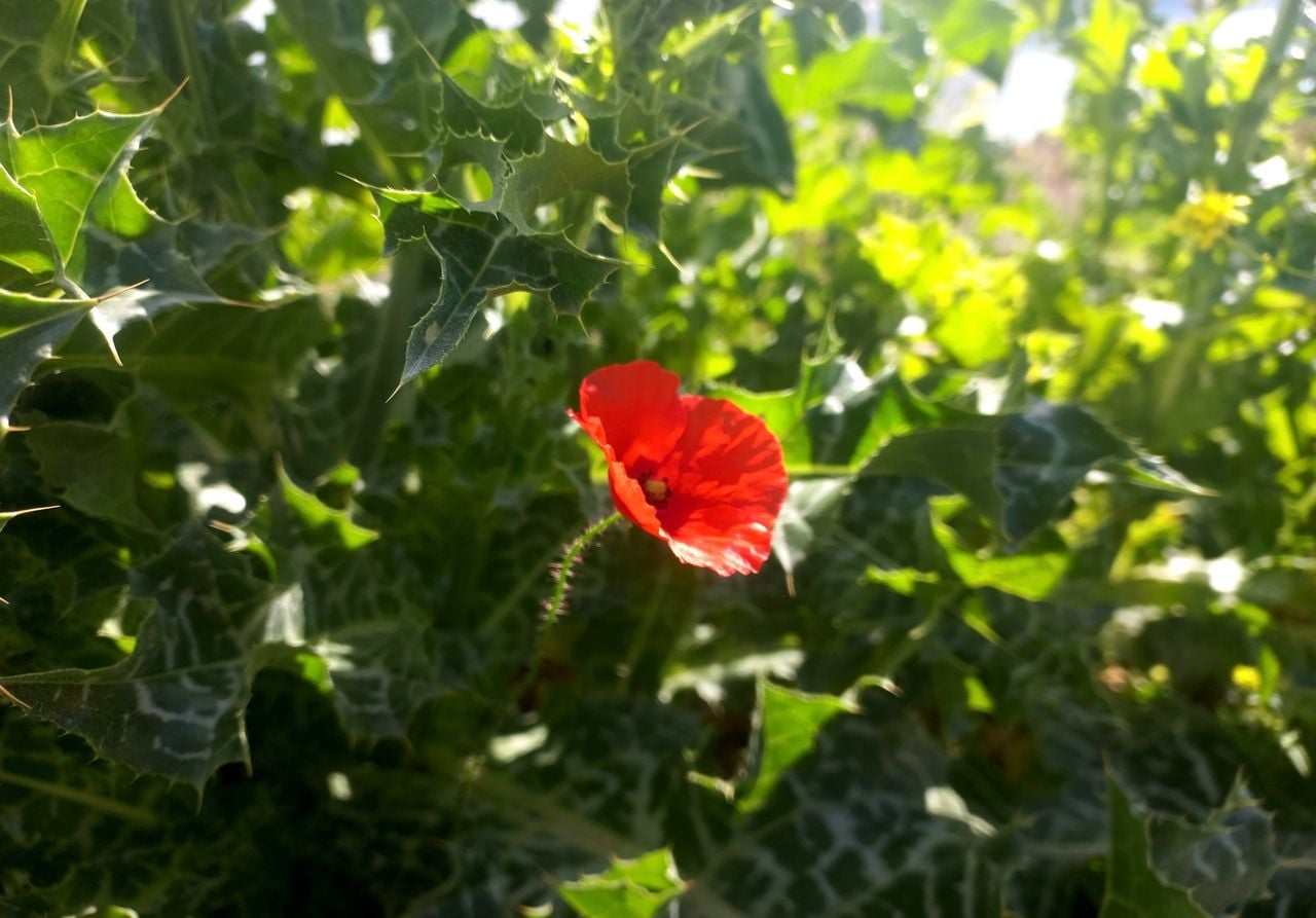 Aunque parezca mentira hay plantas que no necesitan la fotosíntesis.