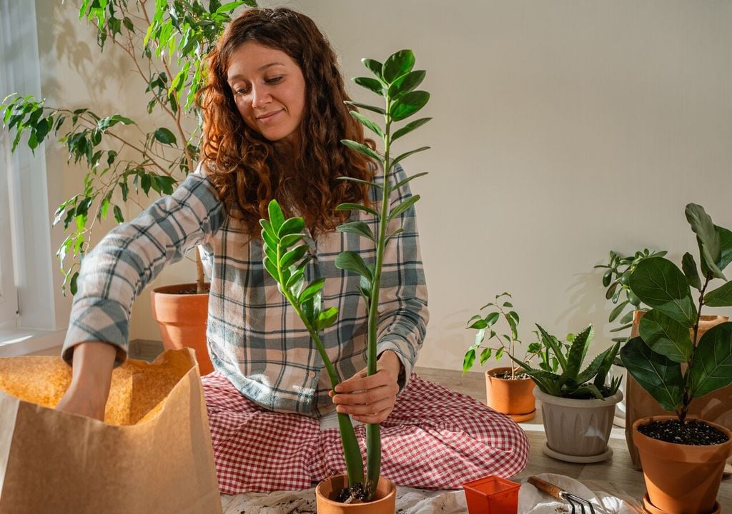 La zamioculca es una de las plantas más resistentes para interiores con poca luz y riego irregular.