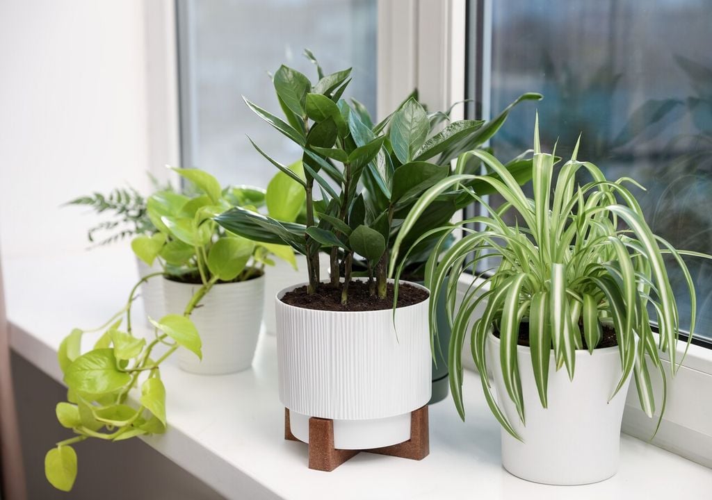 La luz indirecta es suficiente para muchas plantas, siempre que el espacio no sea completamente oscuro.