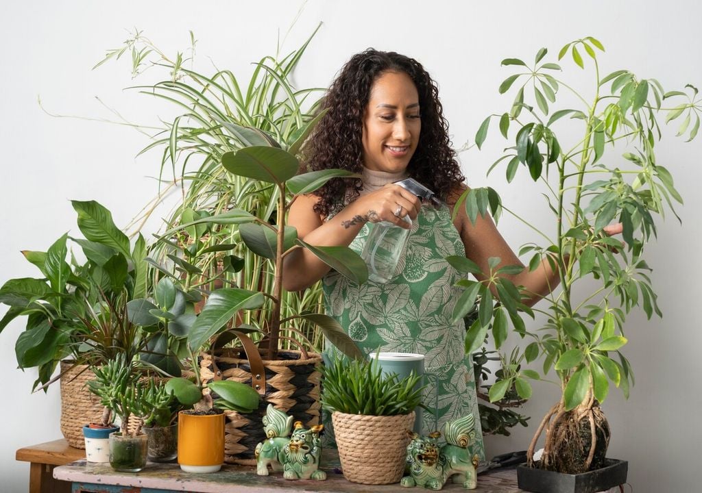 Abrir ventanas periódicamente mejora la salud general de las plantas en espacios cerrados.