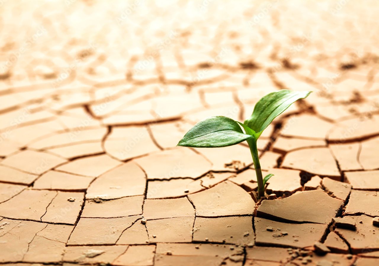 Algunas plantas pueden sobrevivir meses sin agua, logrando “resucitar”.