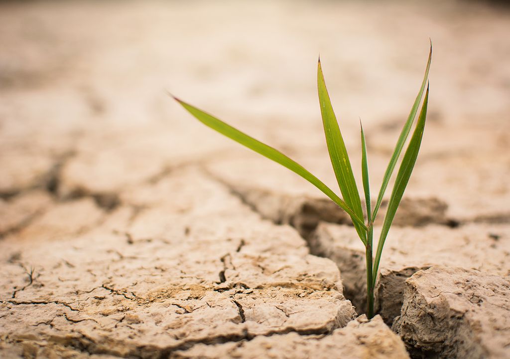 sequía argentina trigo maíz soja genoma planta de resurrección sequía argentina trigo maíz soja genoma planta de resurrección