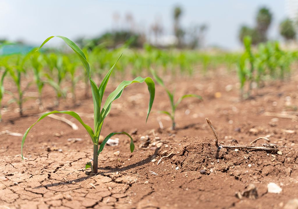 sequía argentina trigo maíz soja genoma planta de resurrección sequía argentina trigo maíz soja genoma planta de resurrección