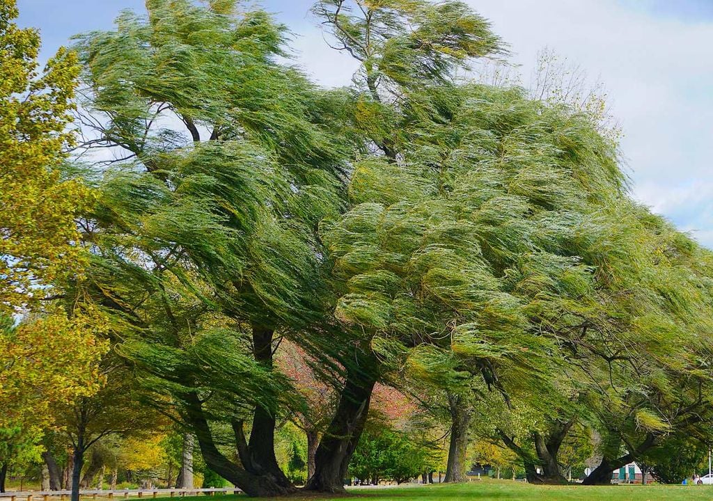 Árbol mecido por el viento