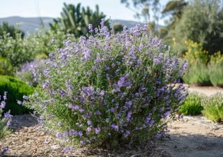 5 plantas resistentes al viento que puedes poner en tu jardín en España