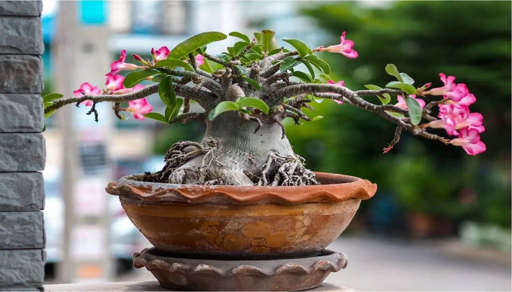 Planta Rosa do Deserto (Adenium obesum). Crédito: Mayura Posrisoong/Shutterstock.