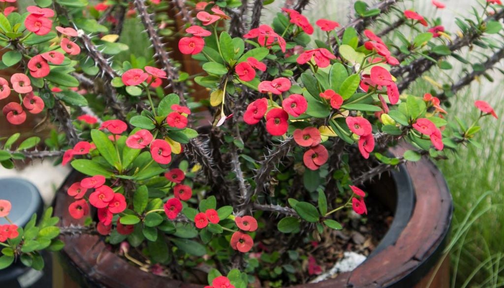 A planta Coroa-de-Cristo (Euphorbia milii).