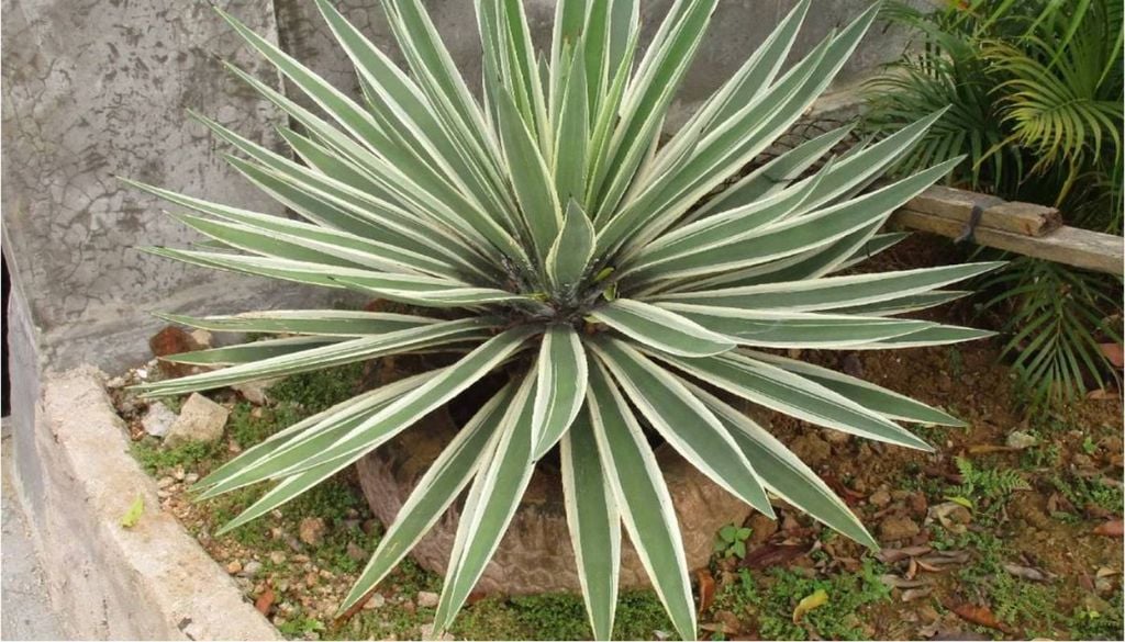A suculenta Agave angustifolia, ou Piteira-do-caribe. Crédito: David E Mead.