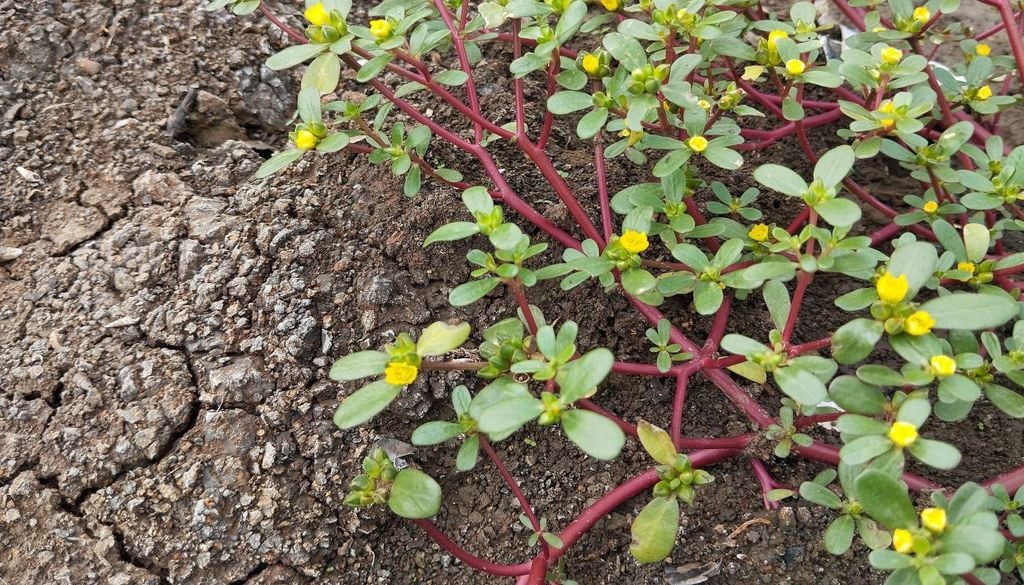 A planta Beldroega (Portulaca oleracea).