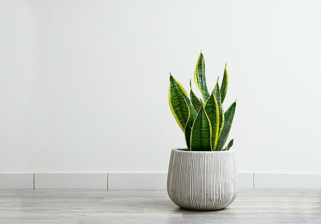 Ejemplo de Sansevieria