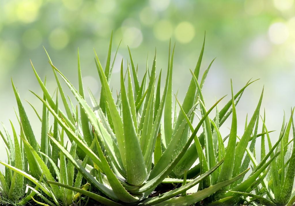 Aloe vera.