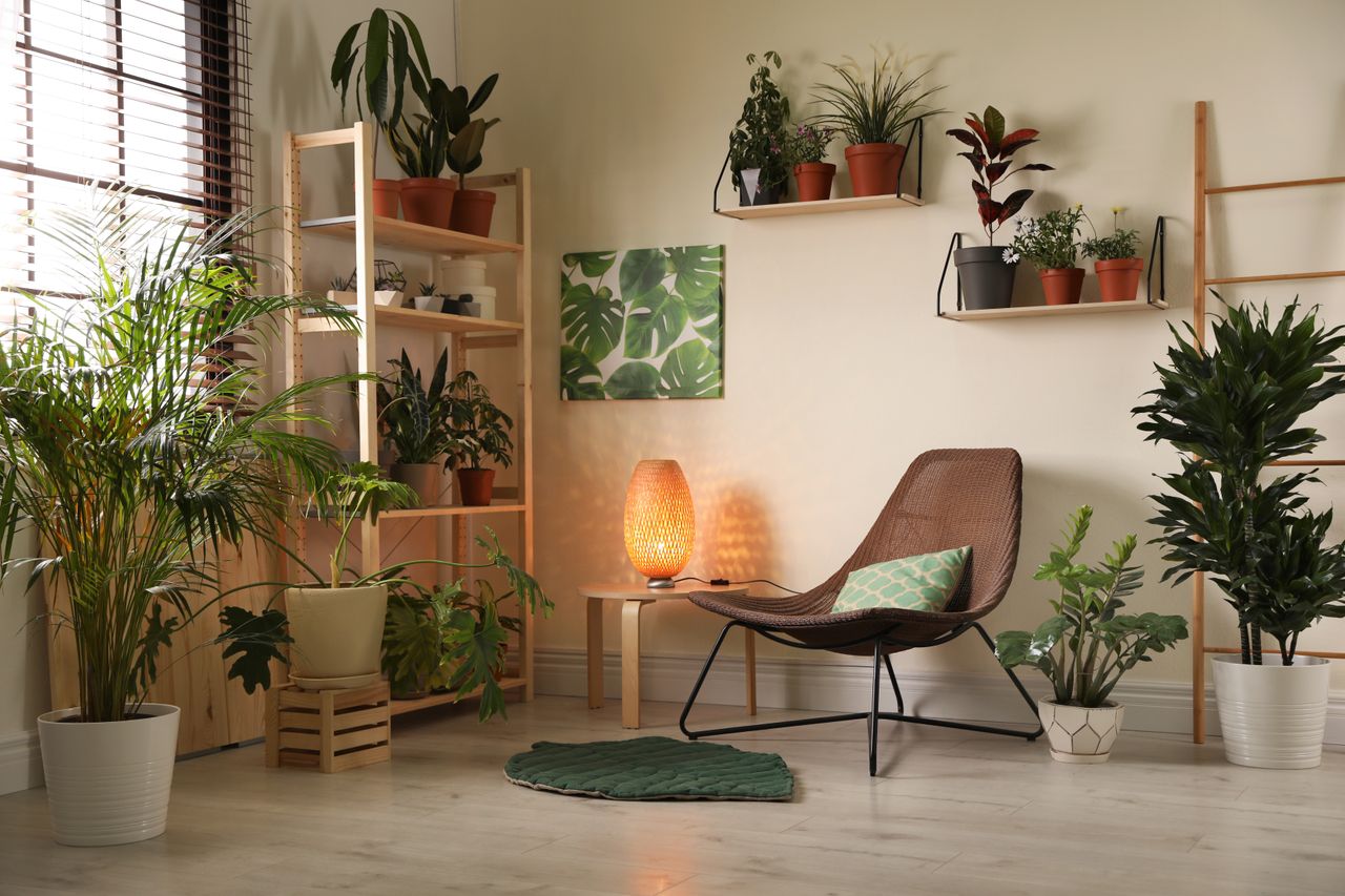 Existe diversos estudios que indican que tener plantas en casa aumenta el estado de bienestar.