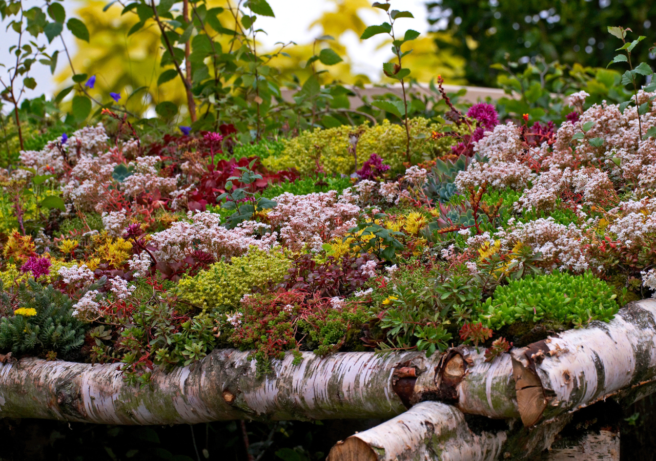 El uso de plantas tapizantes en jardines ha incrementado en los últimos años precisamente para buscar soluciones mas sostenibles a espacios con poca agua.