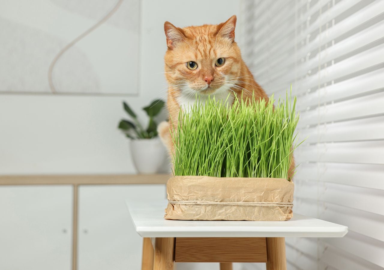 Es conveniente que los gatos ingieran vegetales, pero, ojo, algunas plantas son muy peligrosas para su salud.