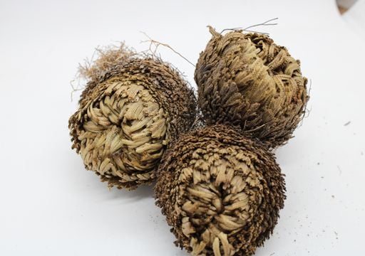 Plantas zombis: parecen muertas y secas, pero una gota de agua las "resucita"