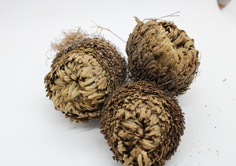 Plantas zombis: parecen muertas y secas, pero una gota de agua las "resucita"