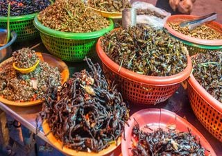 Plantean a los insectos como alimentos en un mundo más sostenible