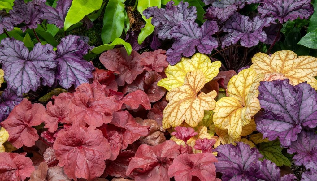 Heuchères Plantes Jardin Les heuchères préfèrent les endroits à la mi-ombre ou sous une lumière tamisée.
