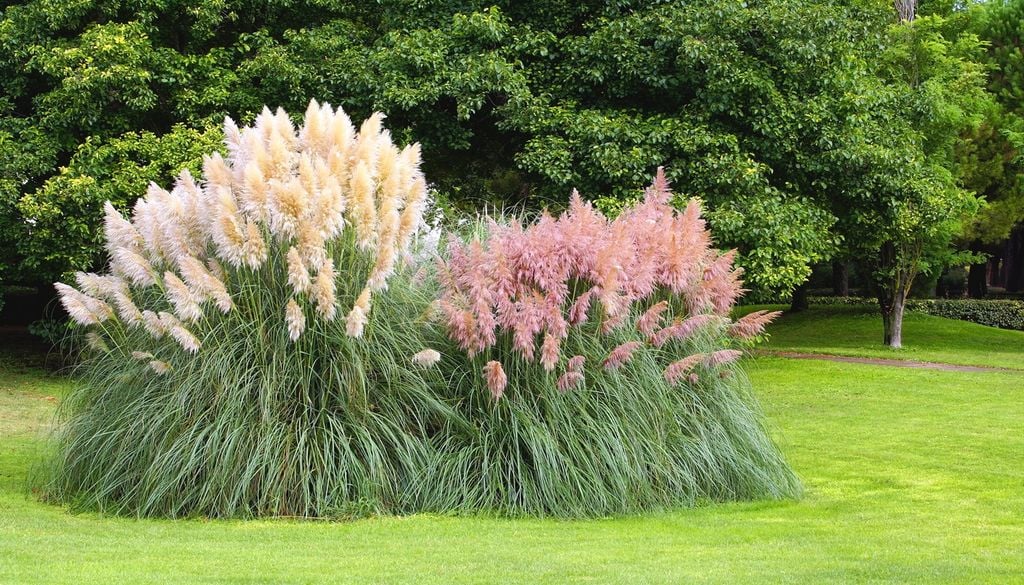 L'Herbe de la pampa fait partie des plantes qui ne sont plus autorisées dans les jardins pour leur caractère invasif.