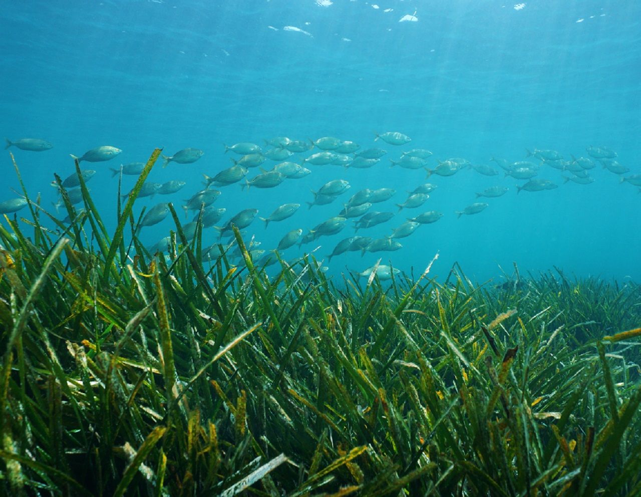 Why is it Important to Restore Seagrass Beds?