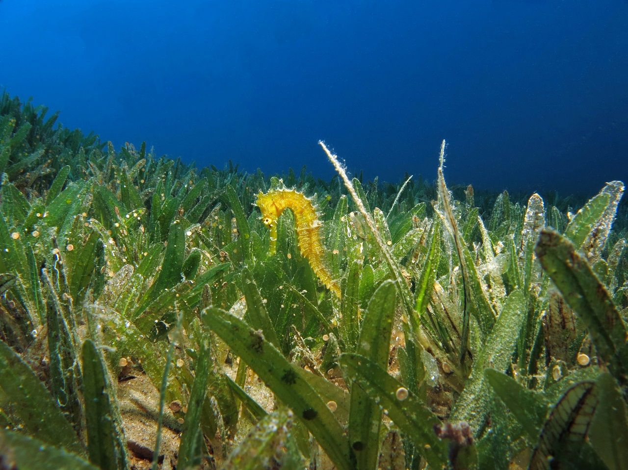 Planting begins in UK’s largest seagrass restoration project