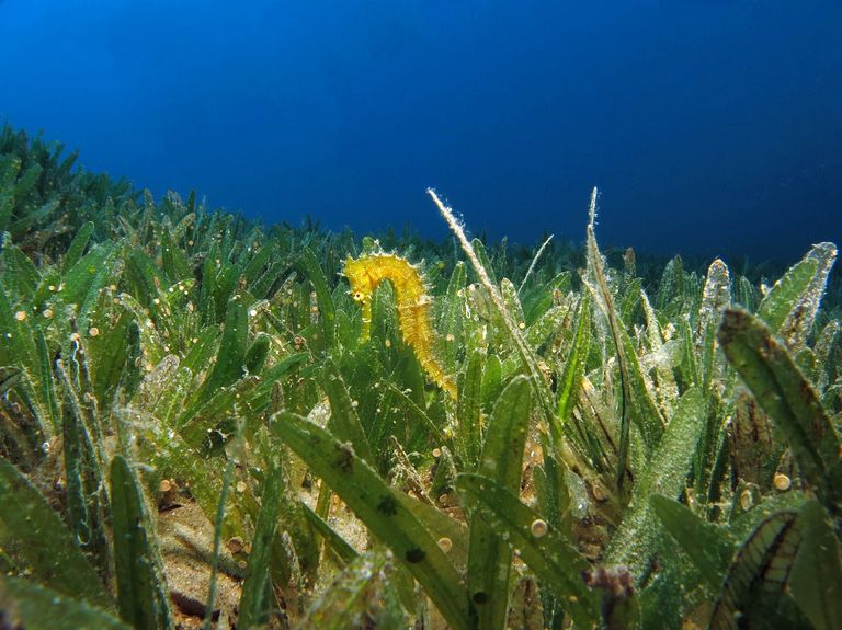 Seagrass protection and restoration project launched